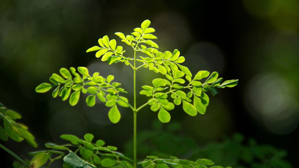 Planta que resiste Planta que resiste