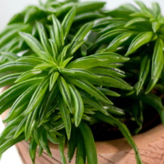 Plantas resistentes