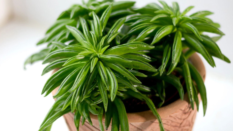 Plantas resistentes