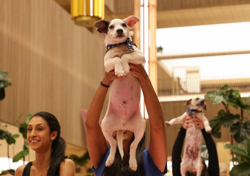 Pet Yoga