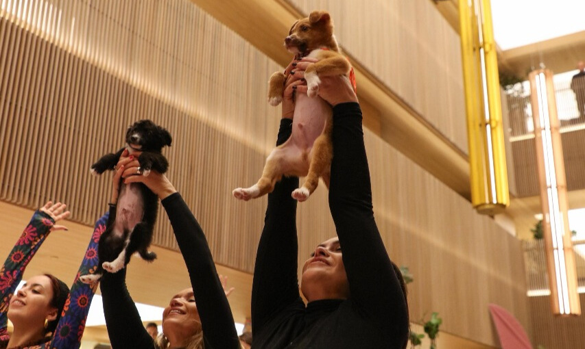 Pet Yoga