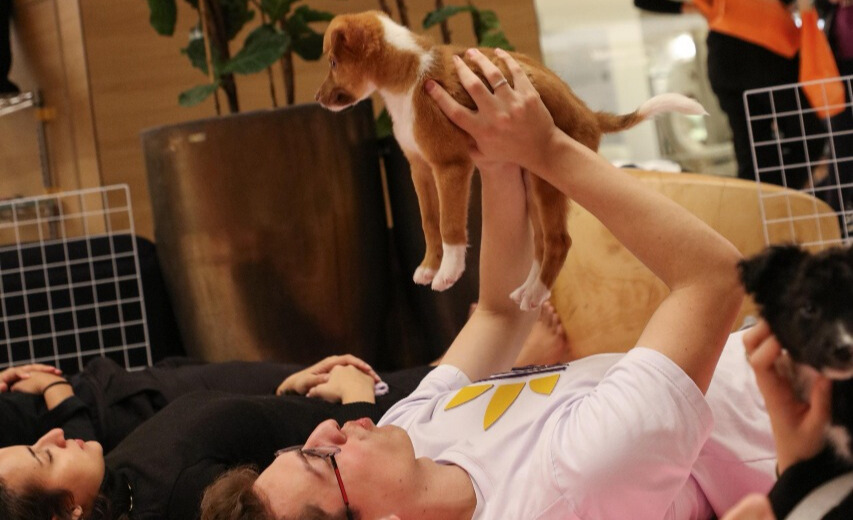 Pet Yoga
