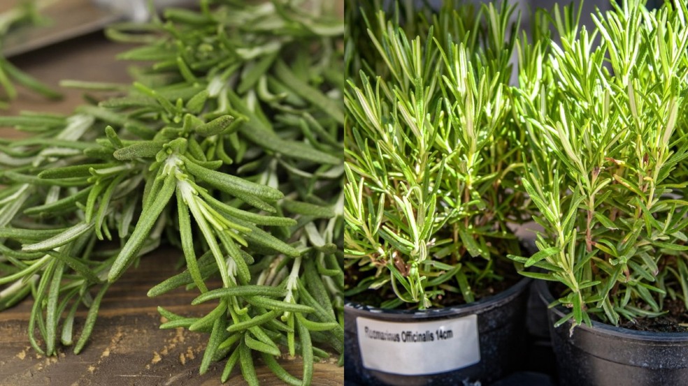 Plantar alecrim Plantar alecrim