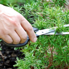 Plantar alecrim