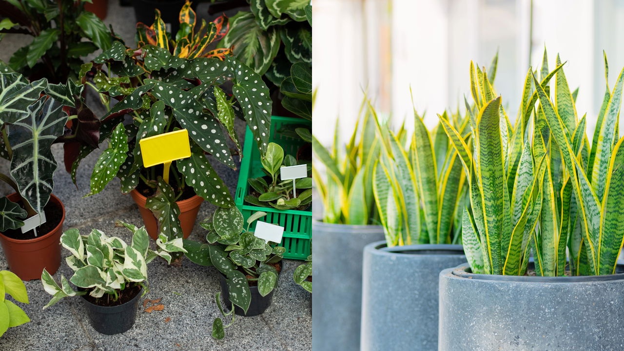 Plantas que crescem