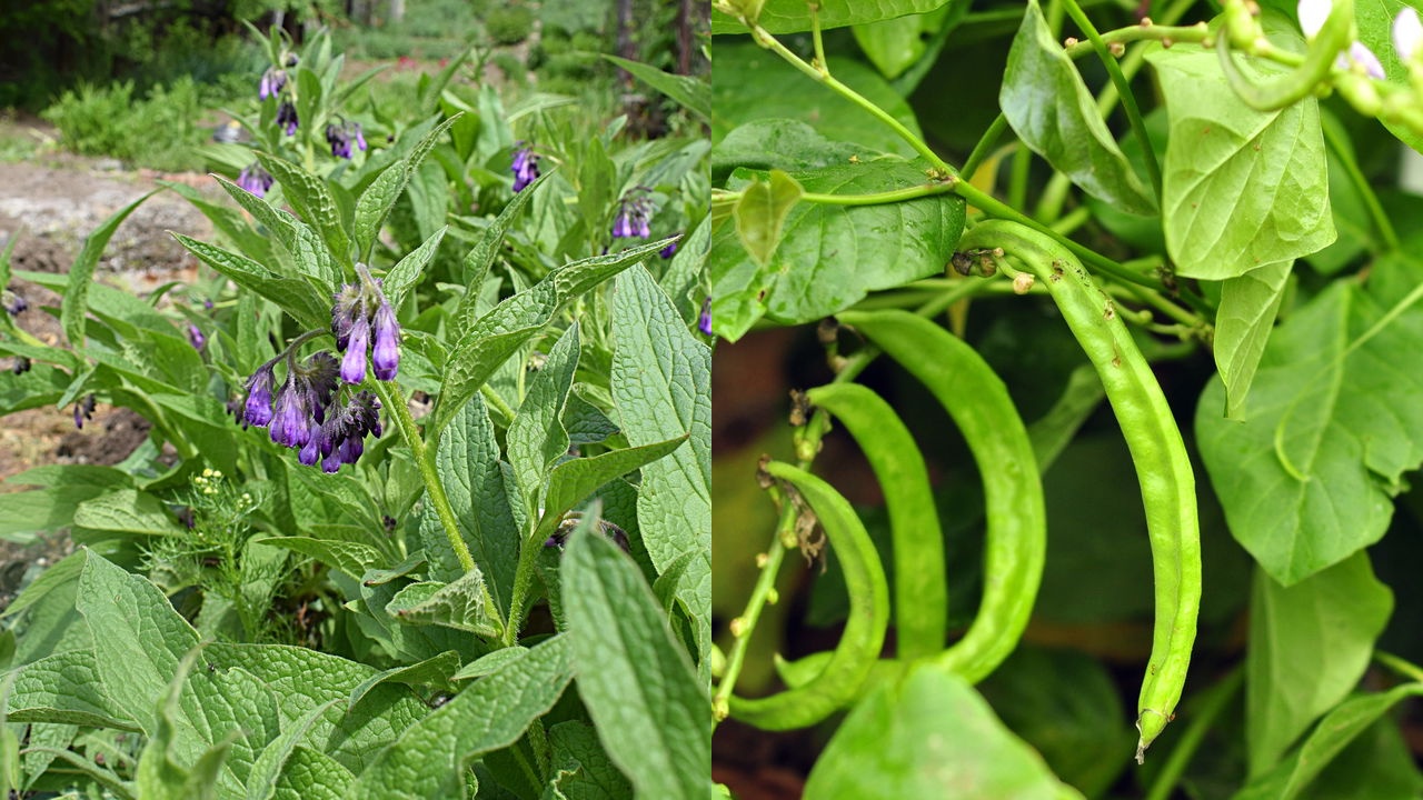 Plantas que melhoram o solo