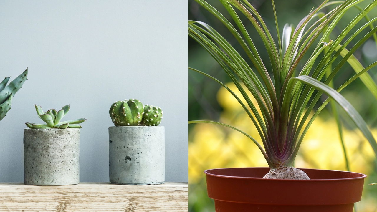 Plantas resistentes