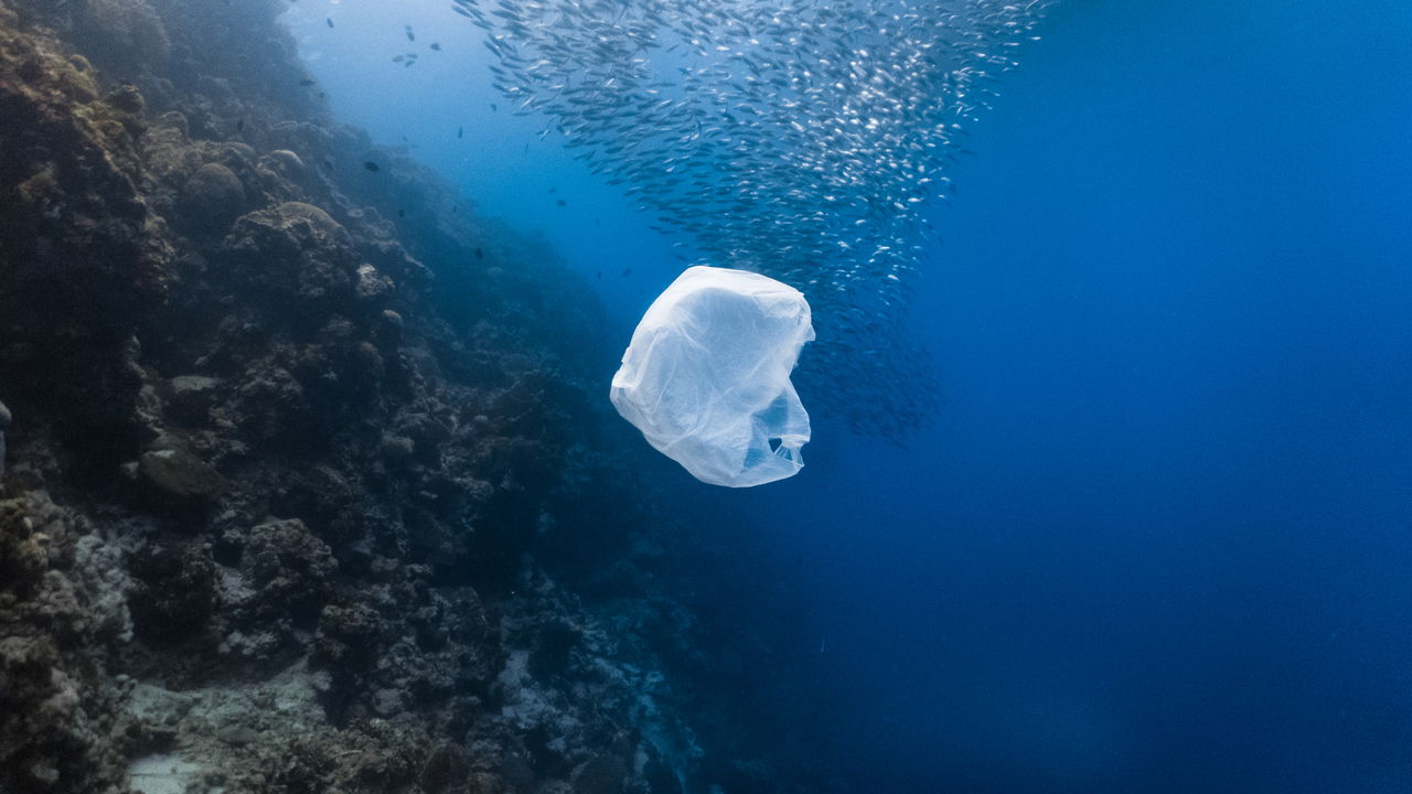 Plásticos biodegradáveis
