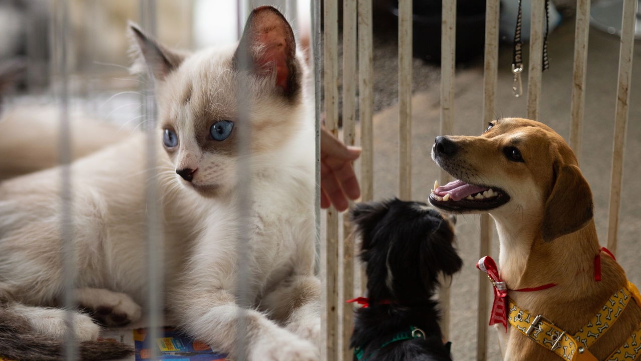 Adoção de pets