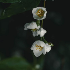 plantas que perfumam