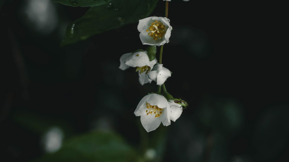 plantas que perfumam plantas que perfumam
