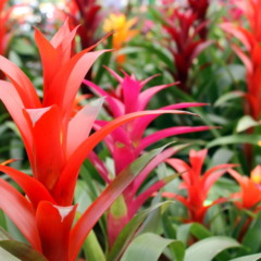 Plantas resistentes