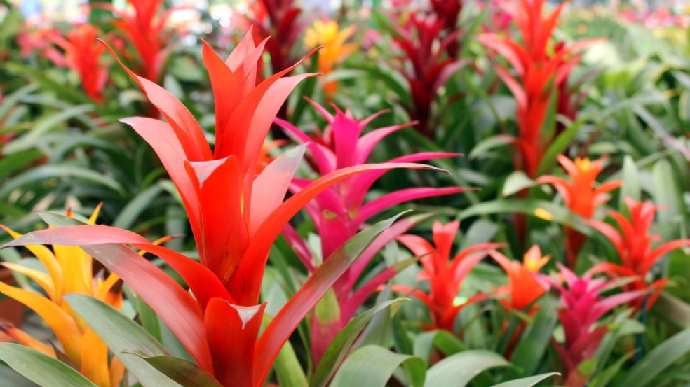 Plantas resistentes