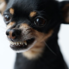 Cachorro latindo