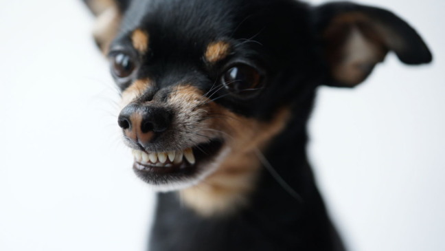 Cachorro latindo Cachorro latindo