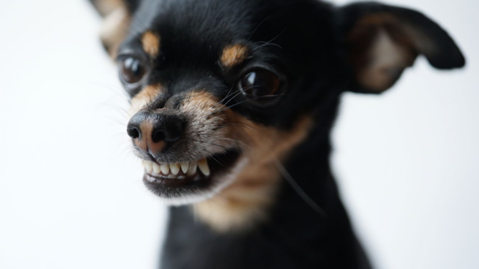 Cachorro latindo Cachorro latindo