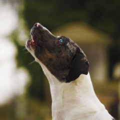 Entender esses comportamentos ajuda o tutor a interpretar melhor o que o cachorro sente.