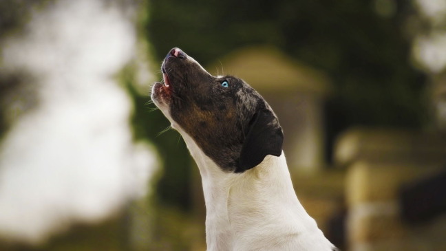 Entender esses comportamentos ajuda o tutor a interpretar melhor o que o cachorro sente.