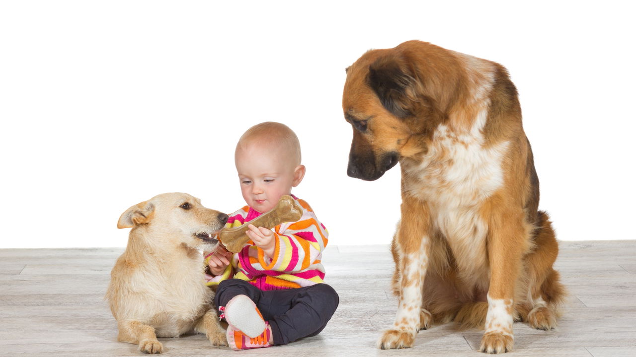 Cães têm ciúmes