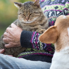 Cães têm ciúmes