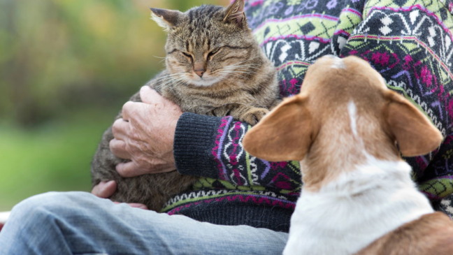 Cães têm ciúmes