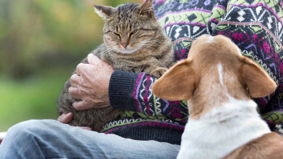Cães têm ciúmes Cães têm ciúmes