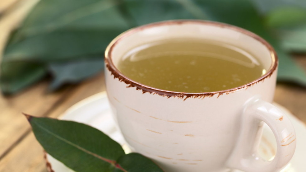 plantas que melhoram a respiração e aliviam sintomas de gripe plantas que melhoram a respiração e aliviam sintomas de gripe