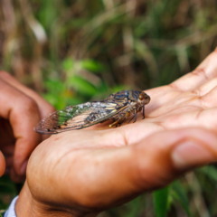 inseto