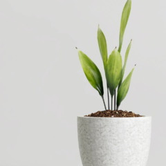 plantas tropicais