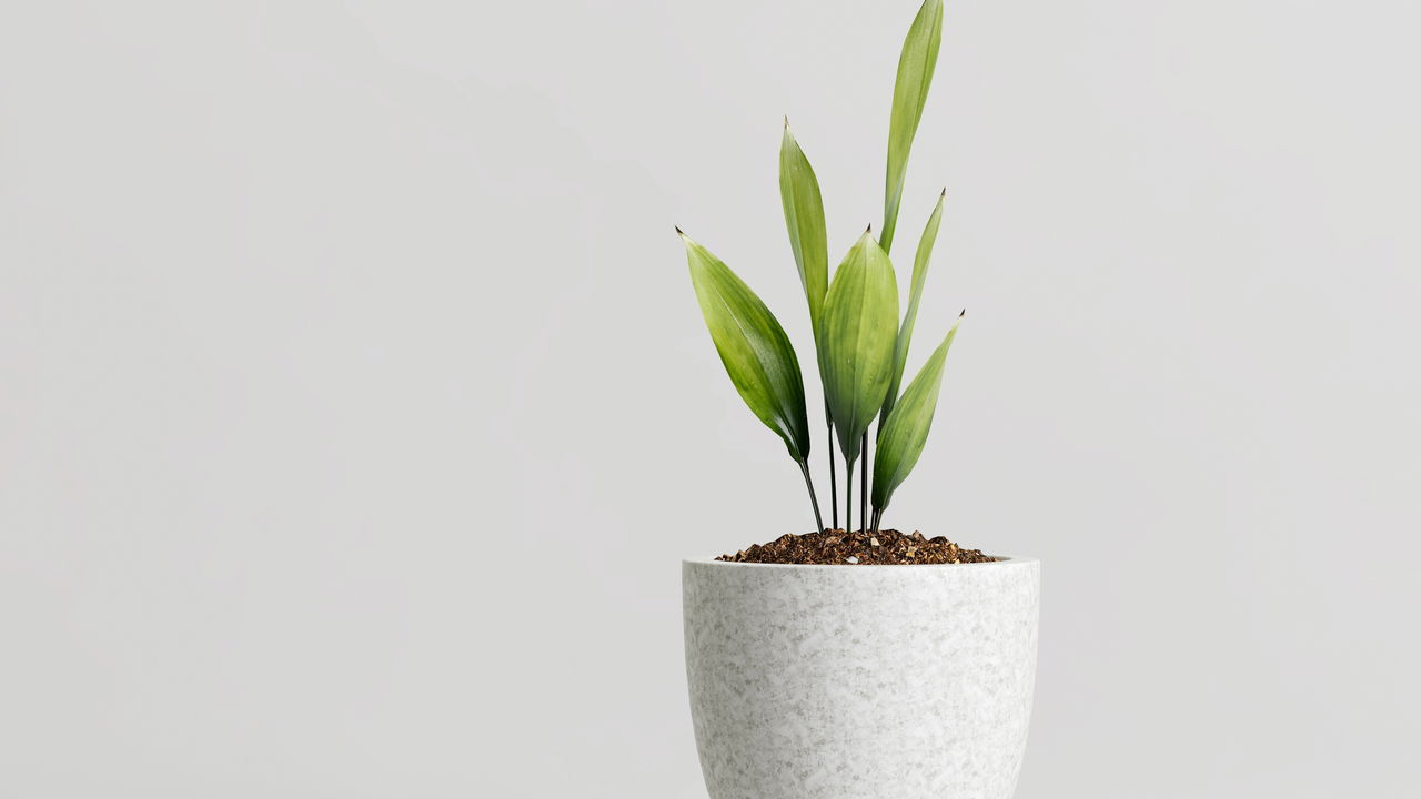 plantas tropicais