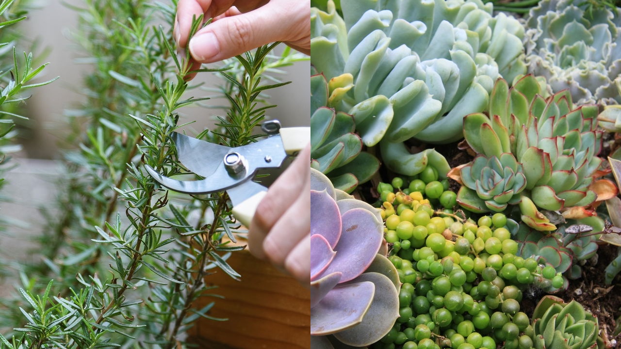 Cultivar suculentas e alecrim