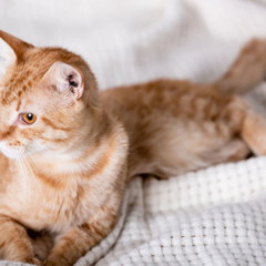 Gato atento ao ouvir o próprio nome, demonstrando reconhecimento auditivo e mudança de atenção