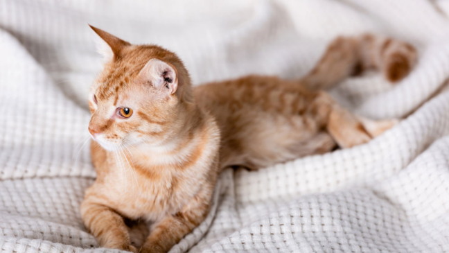Gato atento ao ouvir o próprio nome, demonstrando reconhecimento auditivo e mudança de atenção