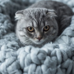 Gatos