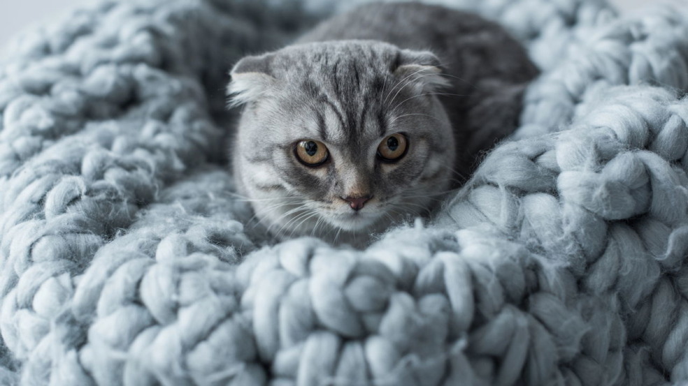 Gatos Gatos