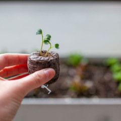 Plantas