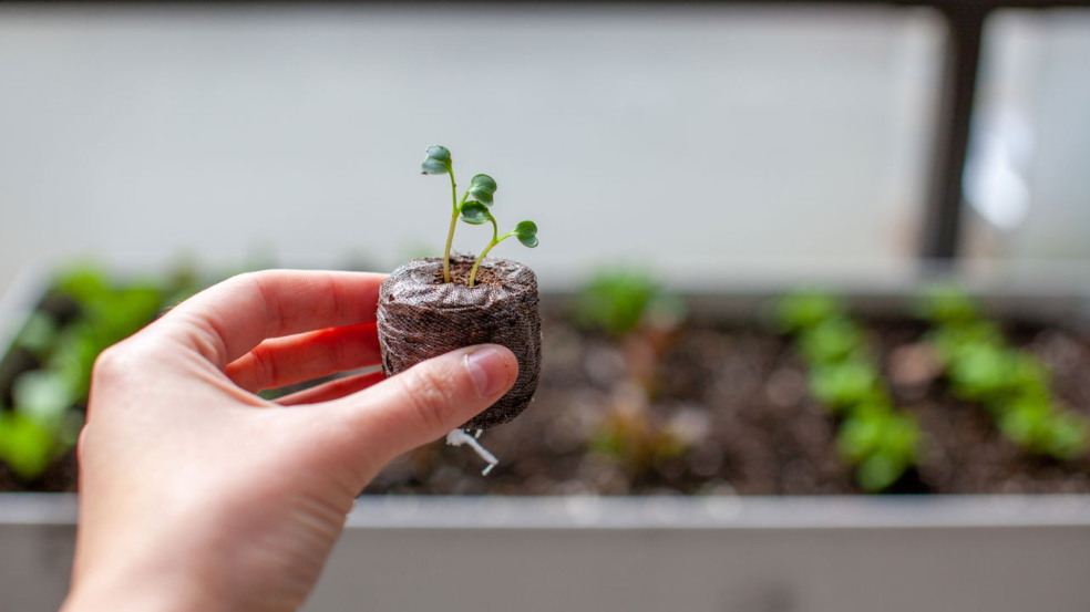 Plantas Plantas