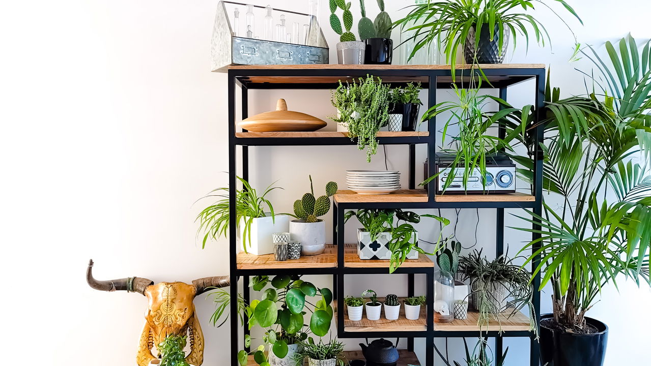 Plantas