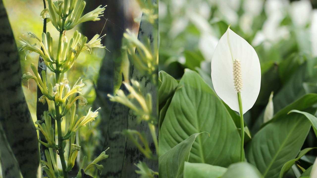 Três plantas