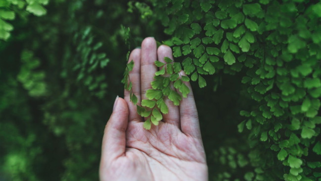 Signos mais conectados com a natureza