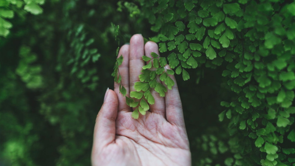 Signos mais conectados com a natureza Signos mais conectados com a natureza