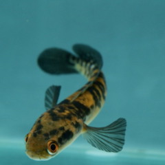 Espécie de peixe volta a ser vista depois de 80 anos