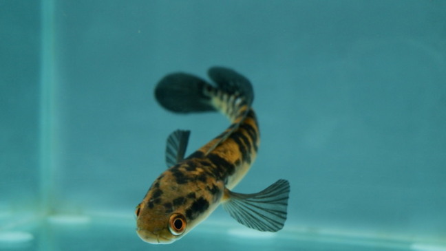 Espécie de peixe volta a ser vista depois de 80 anos
