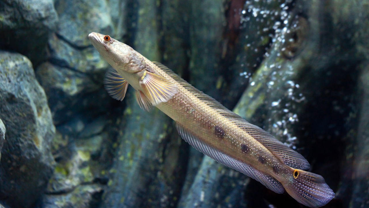 Espécie de peixe volta a ser vista depois de 80 anos