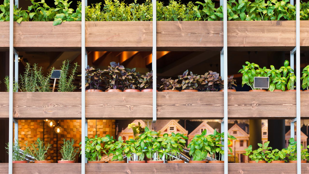 Plantas que perfumam
