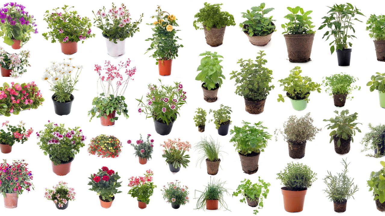 Plantas que crescem melhor juntas