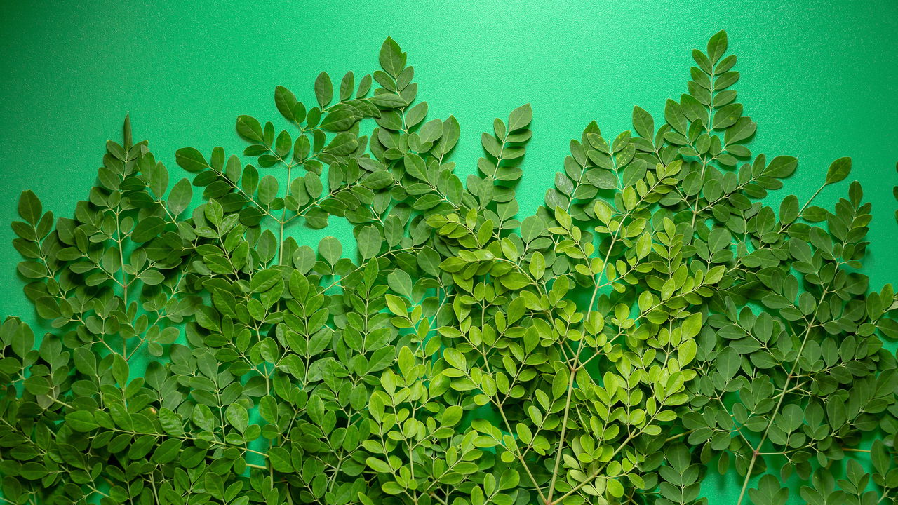 Planta que resiste