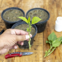 Plantar por estaca