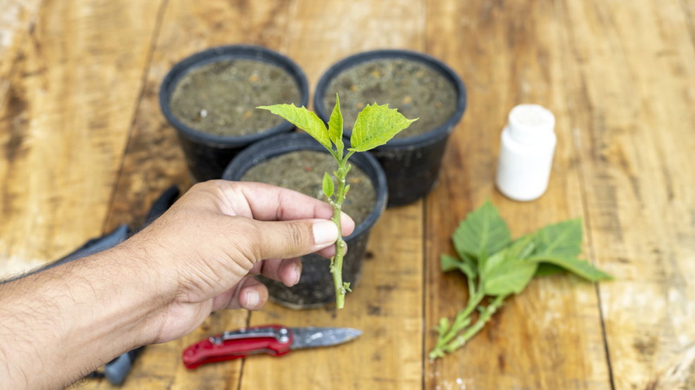 Plantar por estaca