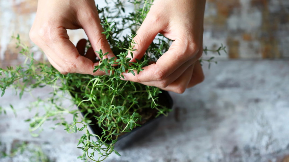 Plantas aromáticas